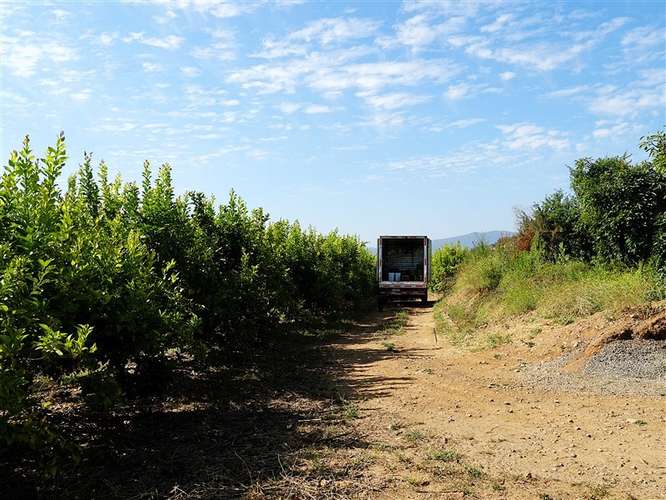 Parcela Agrícola en venta en Lliu Lliu, Limache - Imagen 4
