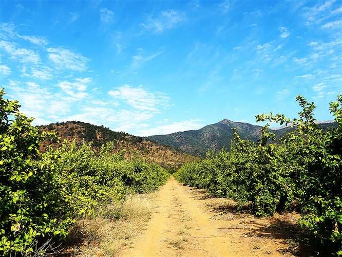 Parcela Agrícola en venta en Lliu Lliu, Limache - Imagen 29