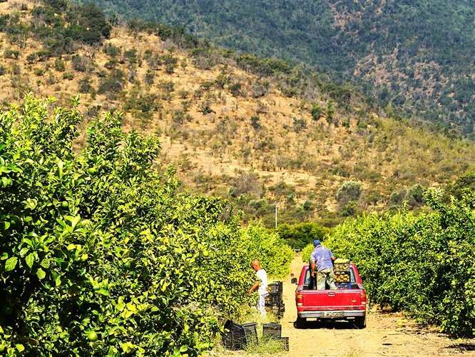 Parcela Agrícola en venta en Lliu Lliu, Limache - Imagen 23