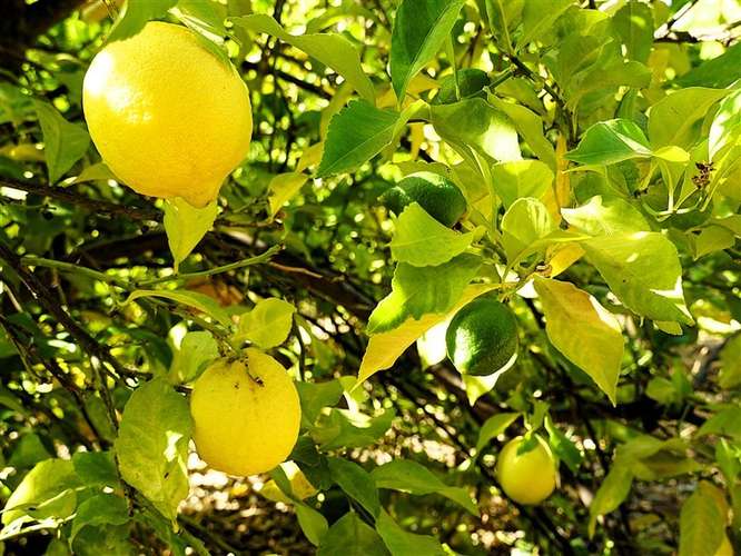 Parcela Agrícola en venta en Lliu Lliu, Limache - Imagen 15