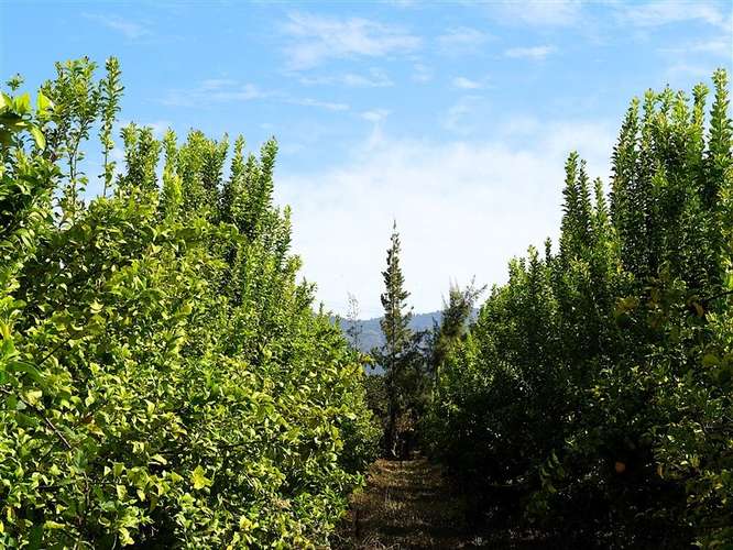 Parcela Agrícola en venta en Lliu Lliu, Limache - Imagen 24