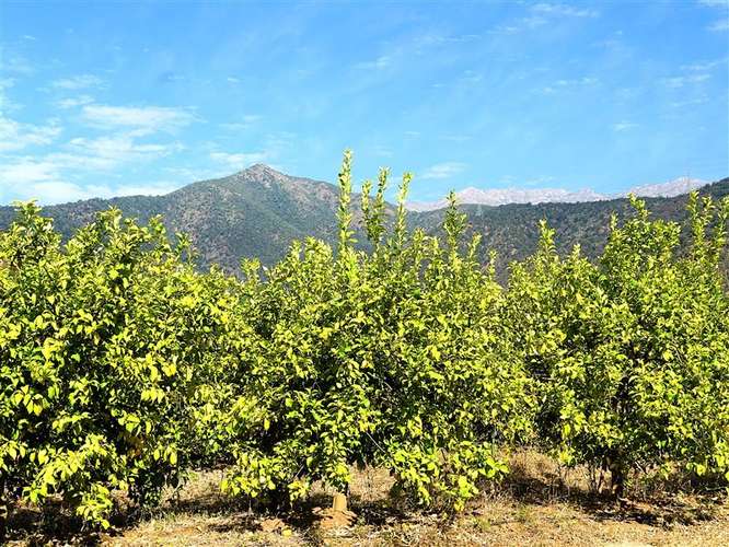 Parcela Agrícola en venta en Lliu Lliu, Limache - Imagen 21