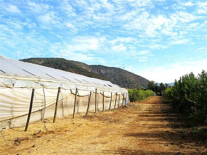 Parcela Agrícola en venta en Lliu Lliu, Limache - Imagen 39