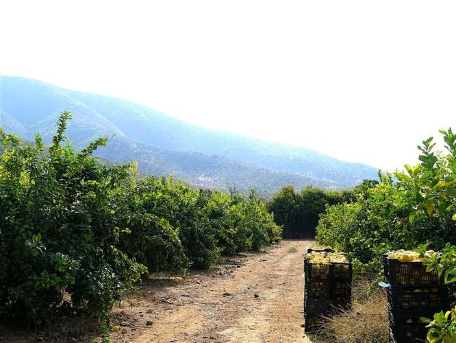 Parcela Agrícola en venta en Lliu Lliu, Limache - Imagen 27