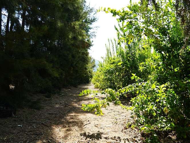 Parcela Agrícola en venta en Lliu Lliu, Limache - Imagen 6