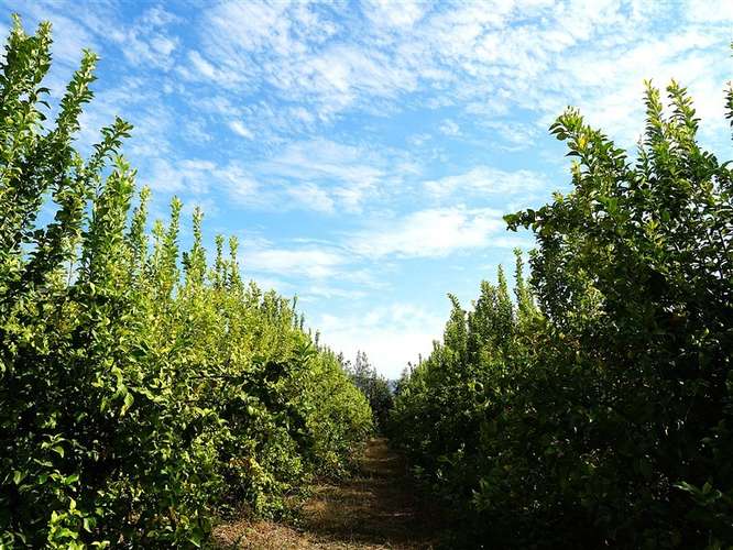 Parcela Agrícola en venta en Lliu Lliu, Limache - Imagen 33