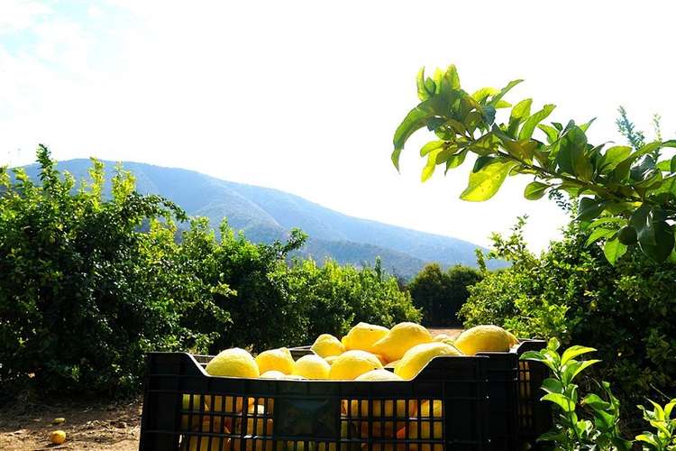 Parcela Agrícola en venta en Lliu Lliu, Limache - Imagen 25