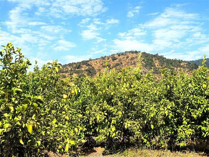 Parcela Agrícola en venta en Lliu Lliu, Limache - Imagen 22