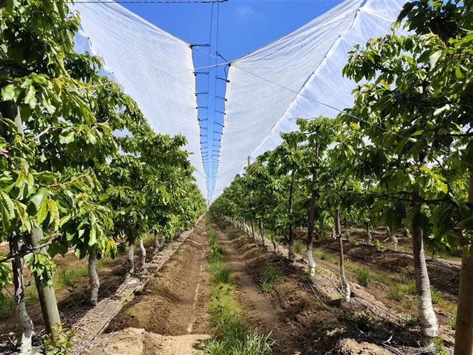 Agrícola en venta en Longaví