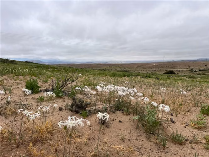Sitio en venta en Vallenar 50ha acceso directo Ruta 5