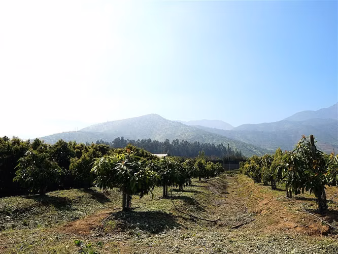 Parcela y casa en venta Sector La Palma - QUILLOTA