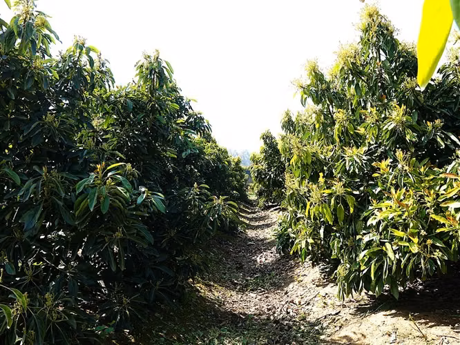 Parcela y casa en venta Sector La Palma - QUILLOTA