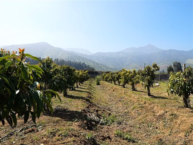 Parcela y casa en venta Sector La Palma - QUILLOTA