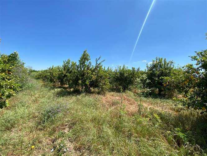 Sitio en venta en Curacaví - Imagen 10
