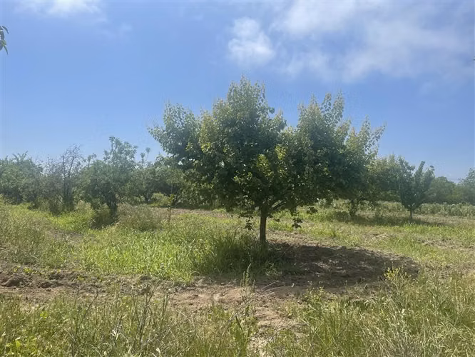 AGRÍCOLA / DIFERENTES CULTIVOS / IDEAL CENTRO EVENTOS