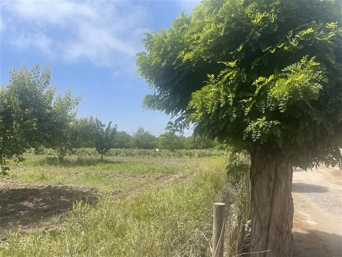 AGRÍCOLA / DIFERENTES CULTIVOS / IDEAL CENTRO EVENTOS