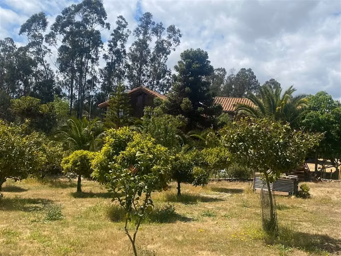 Alcazar de Torres / VEGETACION
