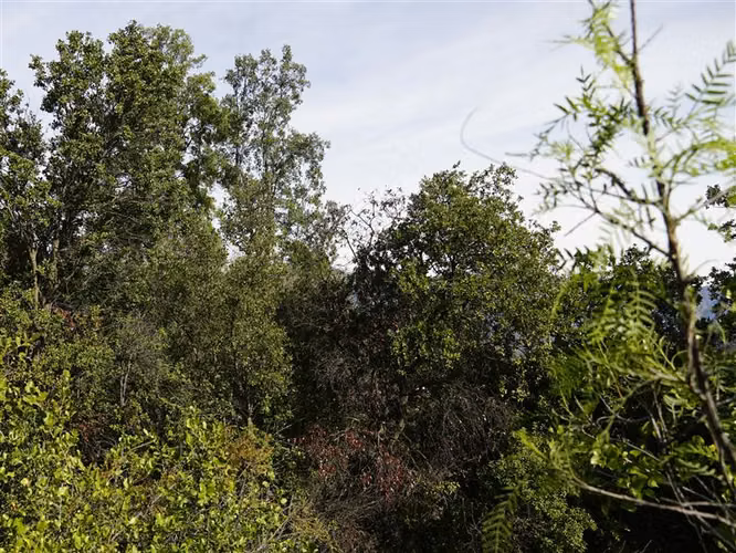 Parcela 32.000m2 en venta en Cuesta La Dormida - Olmué.