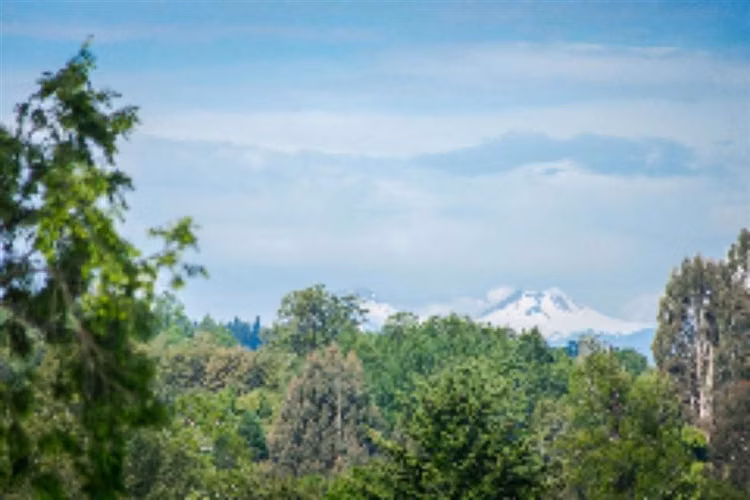 Sitio 5000 M2 en Venta en Paillaco