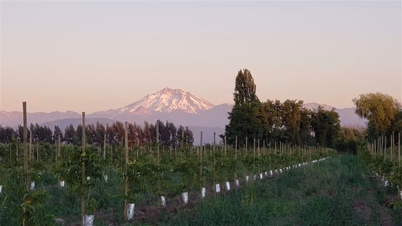 Parcela Agrícola en venta en Longaví con casa en obra