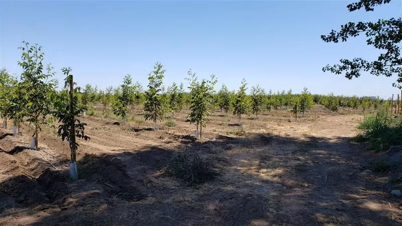 Parcela Agrícola en venta en Longaví con casa en obra