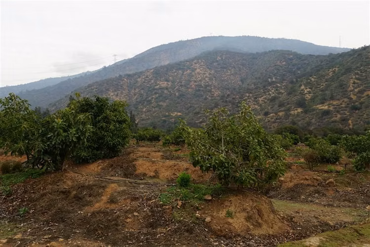 Agrícola en venta en Limache