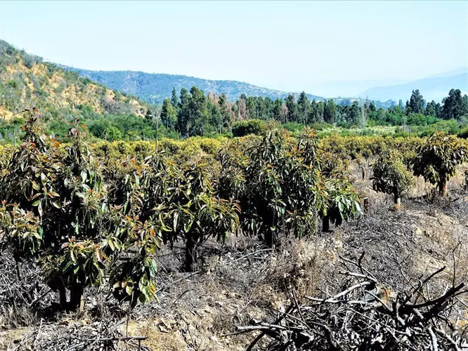 Parcela en Venta en Limache