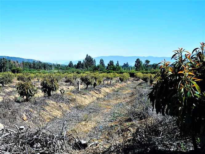 Parcela en Venta en Limache