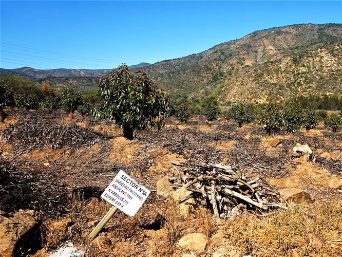 Agrícola en Venta en Limache