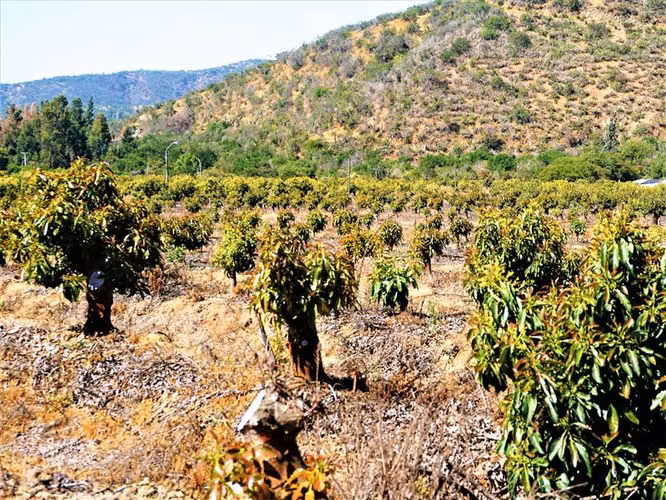 Agrícola en Venta en Limache
