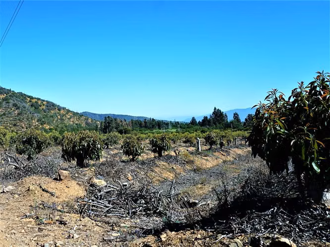 Agrícola en Venta en Limache