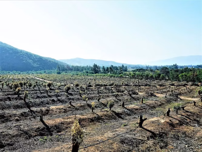 Agrícola en Venta en Limache