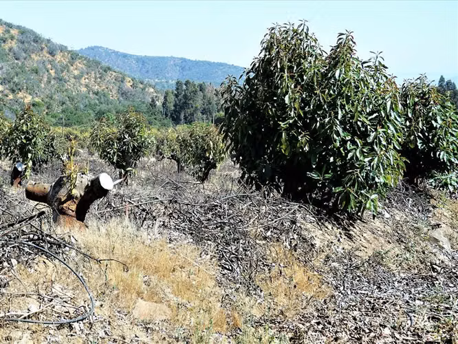 Agrícola en Venta en Limache