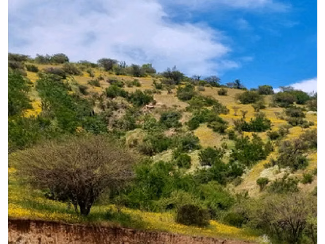 Vende parcelas de 5.000 mt2, con rol propio, en Melipilla, Proyecto Alta Vista, sector Maitenes - Mandinga