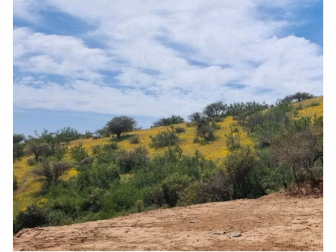Vende parcelas de 5.000 mt2, con rol propio, en Melipilla, Proyecto Alta Vista, sector Maitenes - Mandinga