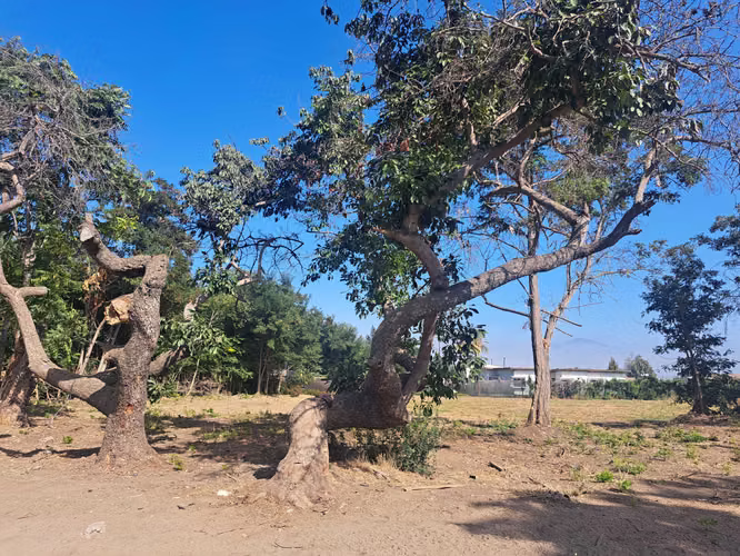 Venta de Parcela en el Olivo, La Calera (152723)