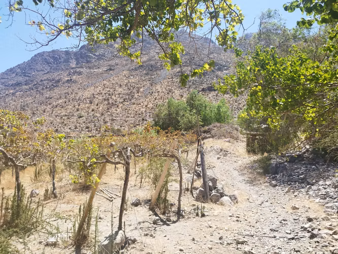 Terreno en el Valle de Elqui