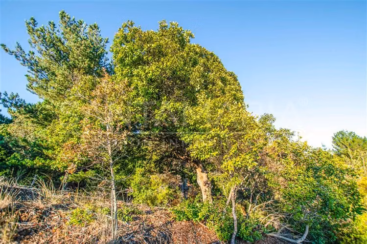 VENTA Parcela Cobquecura