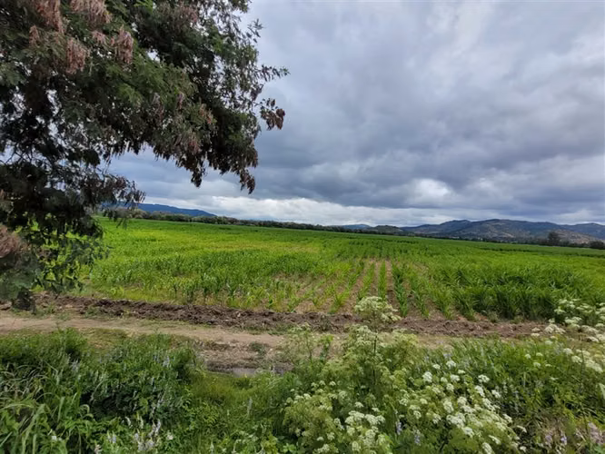Agrícola en venta en Hualañe