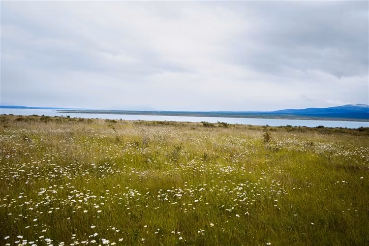 Sitio de 33.269 M2 en venta en Puerto Bories en Natales