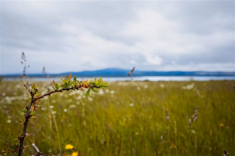 Sitio de 33.269 M2 en venta en Puerto Bories en Natales