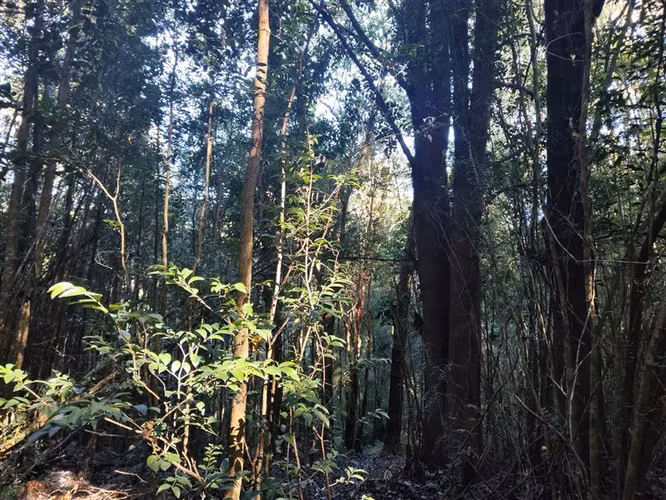 13 hectáreas en Teupa, Comuna de Chonchi