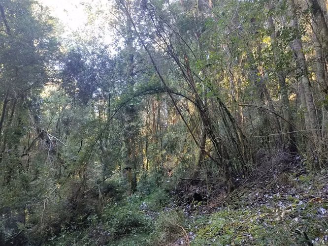 13 hectáreas en Teupa, Comuna de Chonchi