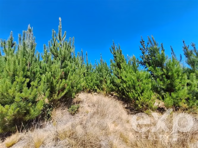 Venta Parcela 5000 m2 en Pichilemu