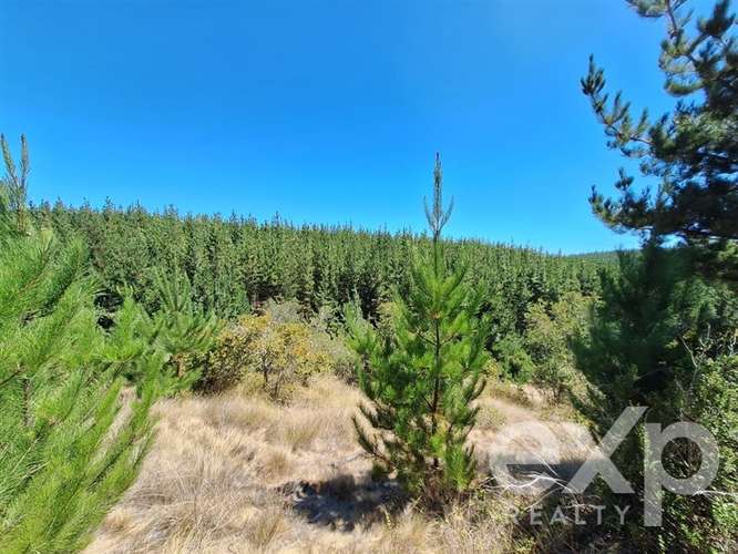 Venta Terreno 5000m2 en Pichilemu - Imagen 11
