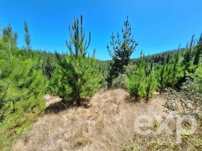 Venta Terreno 5000m2 en Pichilemu - Imagen 12