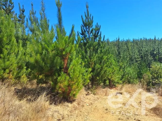 Venta Terreno 5000m2 en Pichilemu