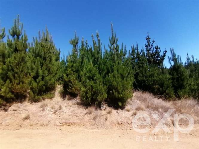 Venta Terreno 5000m2 en Pichilemu - Imagen 2