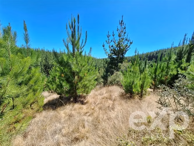 Venta Terreno 5000m2 en Pichilemu