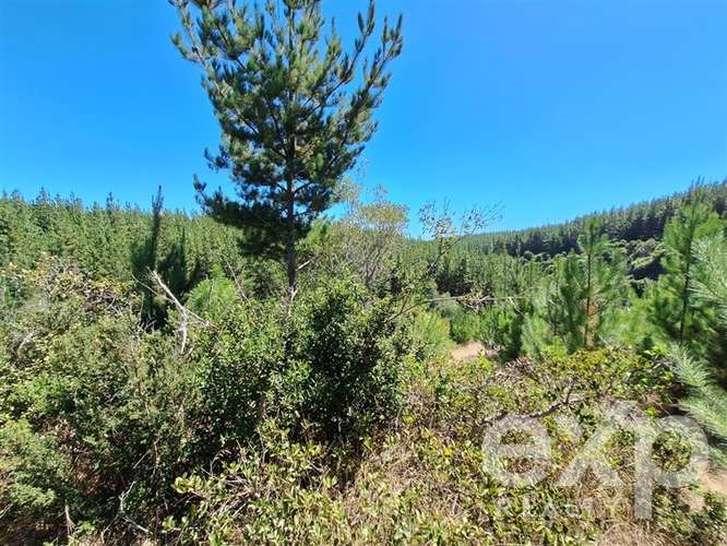 Venta Terreno 5000m2 en Pichilemu - Imagen 8